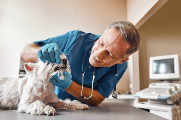 Best Weekend Emergency Dentist in Heber, CA